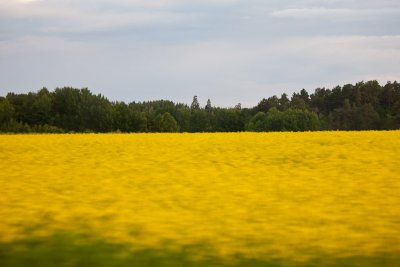 Yellow fields