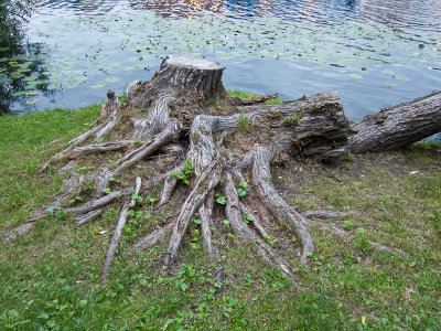 Roots