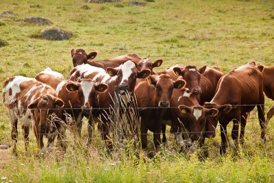 Happy on the green pasture