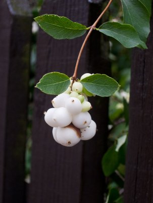 Snowberries