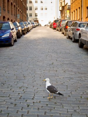 Gull on cobbled street