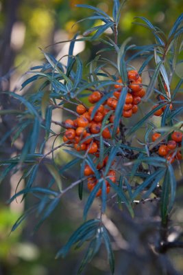 Sea-Buckthorn