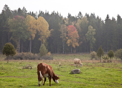 Cows in autumn landscape