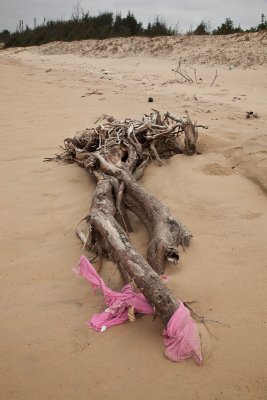 Drift wood with socks