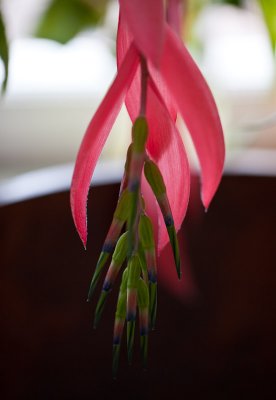 Queen's Tears - Billbergia nutans - Prsthavre