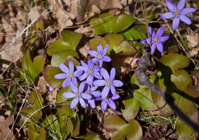 Anemone Hepatica