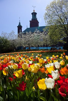 Tulips in front of Stockholm City Hall