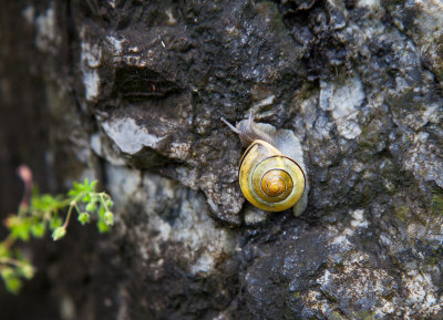 Climbing snail