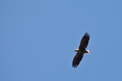 White-tailed eagle