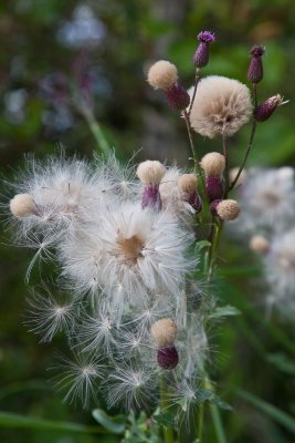 Wooly and spherical