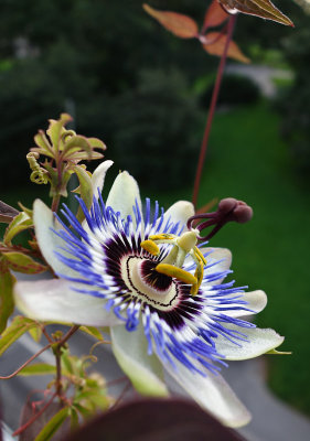 Sony RX-100 meets Passion flower