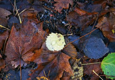 November 8: In different stages of decay