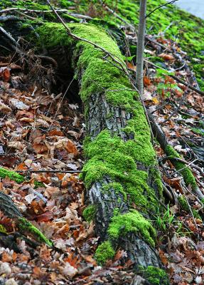 November 10: Moss on the trunk