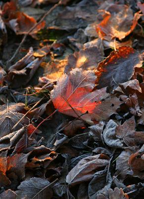 November 16: Autumn glow