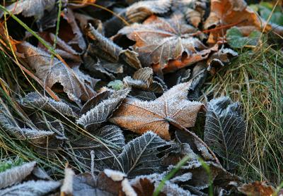 November 18: Frosty leaves