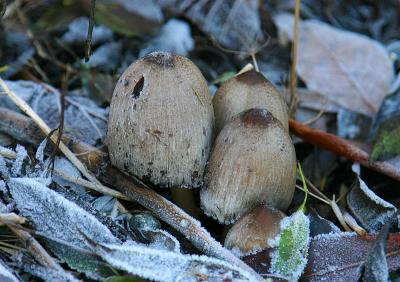 November 19: Mushrooms in frost