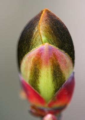 May 3: Bud of a Maple