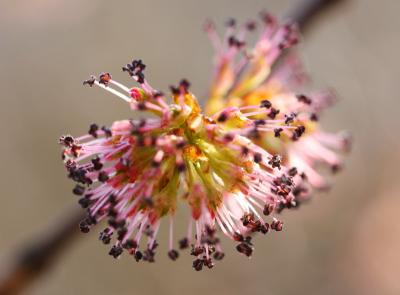 May 5: Elm flower