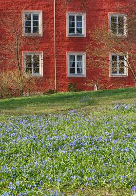 May 6: Blue Scilla & Red house