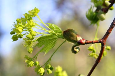May 8: Maple blossom