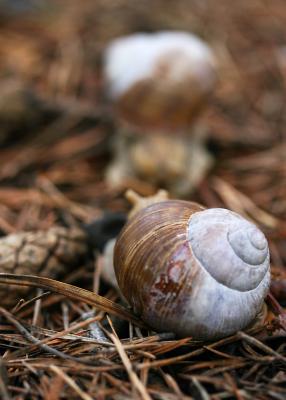 May 19: Meeting of the snails