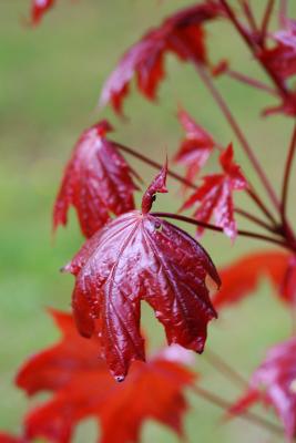 May 21: The red maple