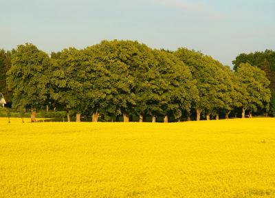 July 3: Trees and fields