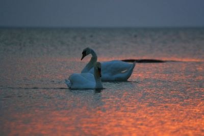 July 5: Evening swans