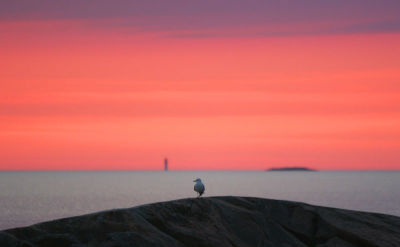 Gull watching sunset