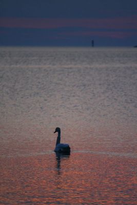 Swan and lighthouse