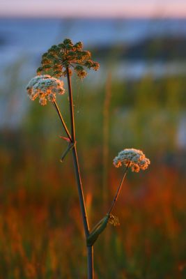 Evening light