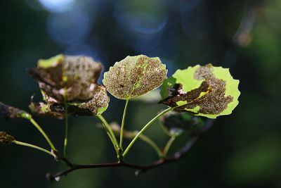 Aspen leafs