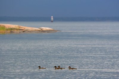 July 28: Eiders before the storm