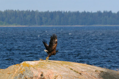 July 30: White tailed eagle taking off