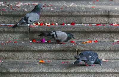 Pigeons after the wedding