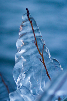 Frozen twig