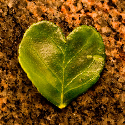 Lime leaf heart