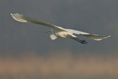 Egretta alba - Zilverreiger - Great-White Heron