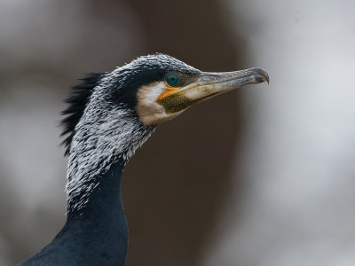Phalacrocorax carbo - Aalschover - Cormorant