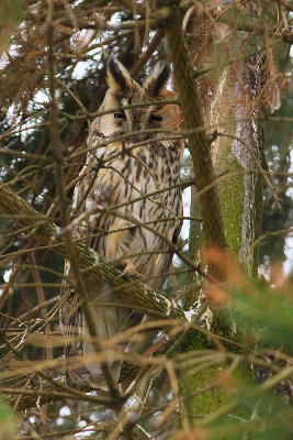 Asio otus - Ransuil - Long-eared Owl