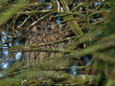 Asio otus - Ransuil - Long-eared Owl