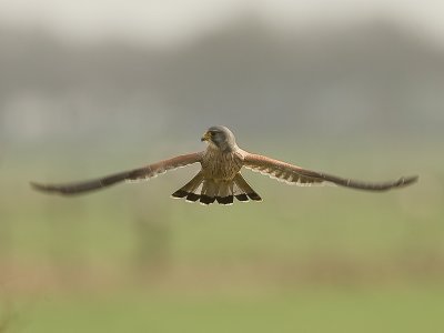Falco tinnunculus - Torenvalk - Kestrel