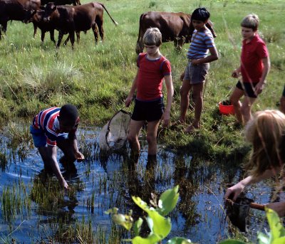 water bug hunt.jpg