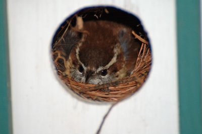 Carolina Wren on her nest