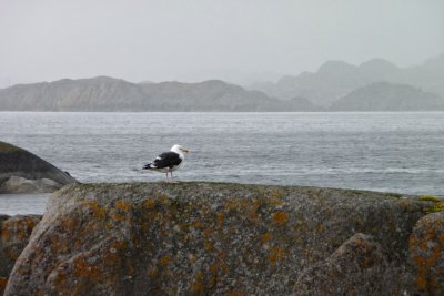 gull&storm.jpg