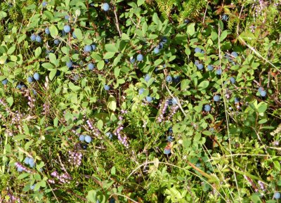bilberries-2.jpg