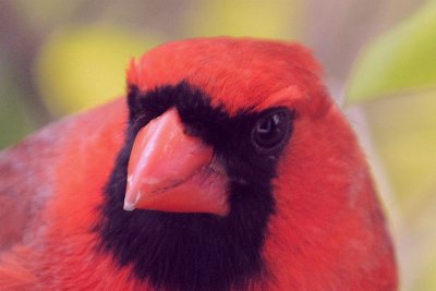 Malevolent Cardinal