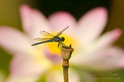Dragonfly on lotus pod_NBP0759.jpg
