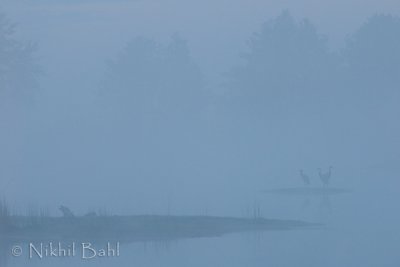 Sandhill Cranes in Fog_NIK9510.jpg