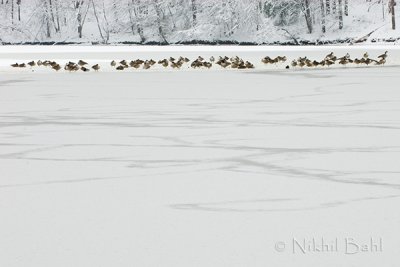 Geese on a frozen lake_DSC1540.jpg